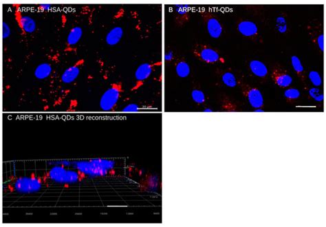 Two-Step Preparation of Protein-Decorated Biohybrid Quantum Dot ...