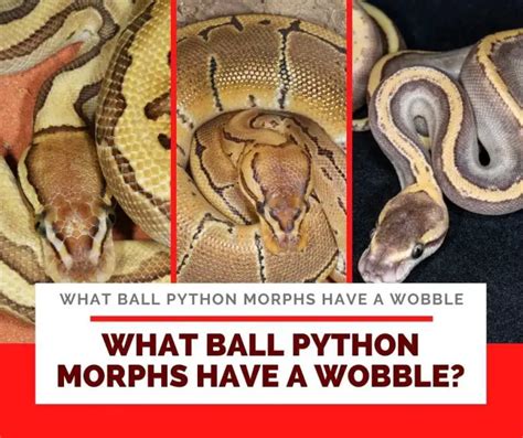Ball Python Wobble 的图像结果