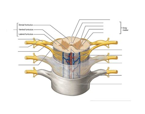 Spinal Cord Diagram Labeling Quiz