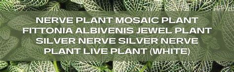 Indiana Nerve plant Mosaic plant Fittonia albivenis Jewel plant Silver ...