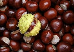 chestnut 的图像结果