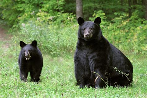 Black bears are making a huge Texas comeback, report says
