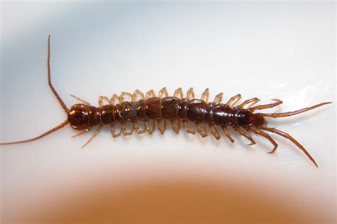 Baby House Centipedes