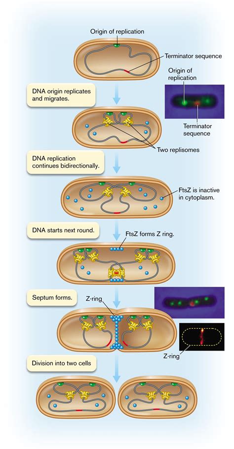 3.4 Bacterial Cell Division