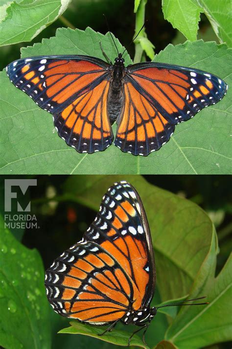 Viceroy Butterfly Viceroy Butterfly (Limenitis Archippus) | About