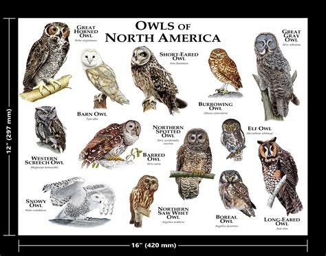 Owls of North America Poster Print - Etsy