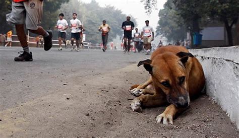 Animal feeder and pet owners in Noida are attacked due to paranoia ...
