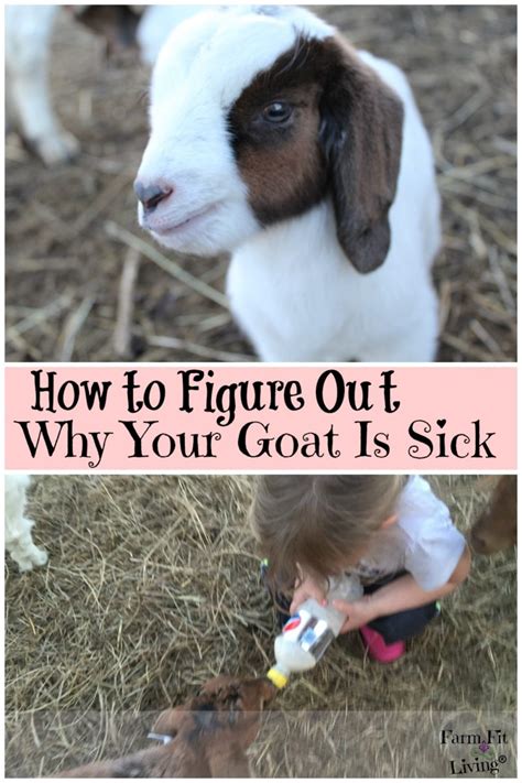 Sick Goat 的图像结果