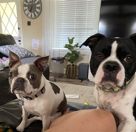Do Boston Terriers fart a lot and can it be reduced - Boston Terrier Nation