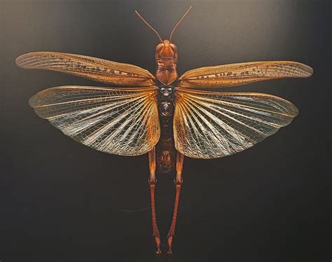 Extinct & Endangered | Rob Tomlinson