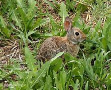 Image result for Rabbit in a Bush