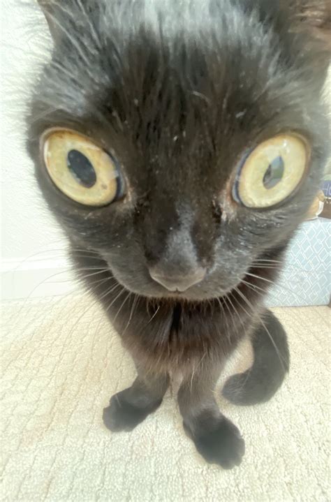 jinx on X | Funny animals, Funny looking cats, Cute animals