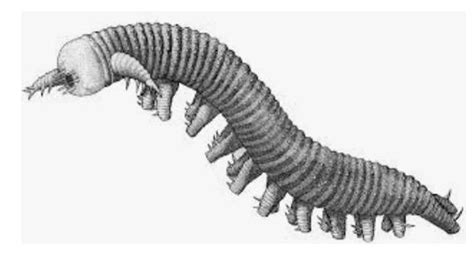 please any body send me lobopodia picture with name mention... - Brainly.in