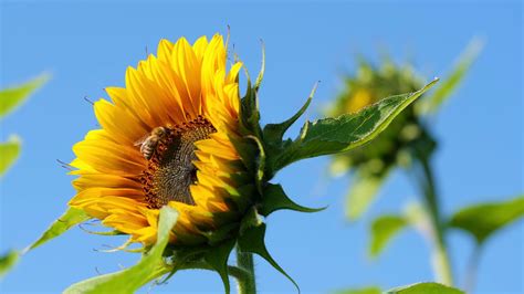 Image result for Free-Flying Bee Video Clips