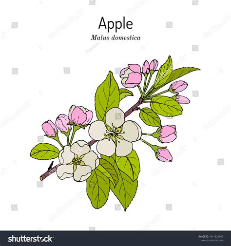 Dibujo Animado De La Flor Del Estado De Michigan Michigan 126