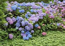 tailler les hortensias photos hortensia planter et tailler ooreka tailler les hortensias photos hortensia planter et tailler ooreka