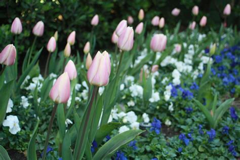 Queen Wilhelmina tulip garden in Golden Gate Park | Tulips garden ...