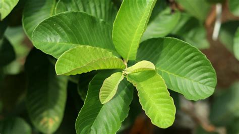 Green young guava plant leaves in the garden. Guava leaves are one of ...