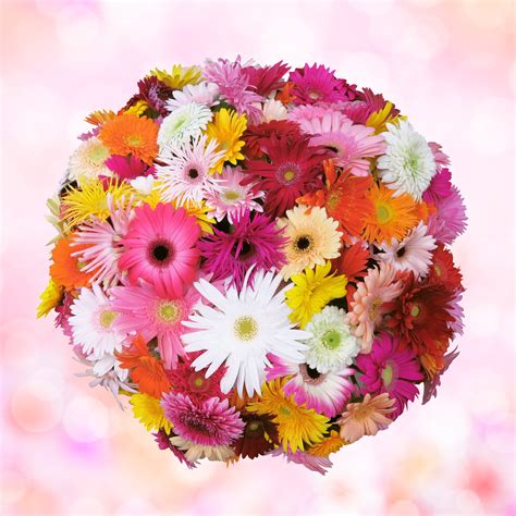 関連する画像の詳細をご覧ください。「夢のミリオンダラーBOX」ガーベラ生産者：浜松PCガーベラ 様 | 2020スマイルフラワープロジェクト