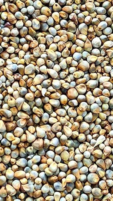 Health benefits of Bajra (Pearl millet)