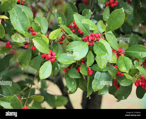 Red Bush Berries Stock Photo - Alamy