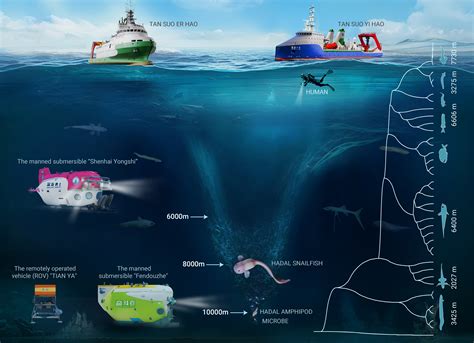 Deciphering the life adaptation in extreme high pressure: Genomic ...