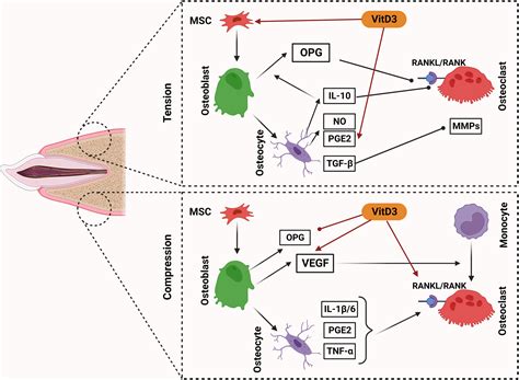 A narrative review of the effects of vitamin D3 on orthodontic tooth movement: Focus on ...