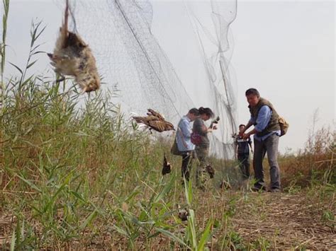 天津唐山惊险非法捕鸟“网海”挂住死鸟数千只 已拆除两万余米|界面新闻 · 中国
