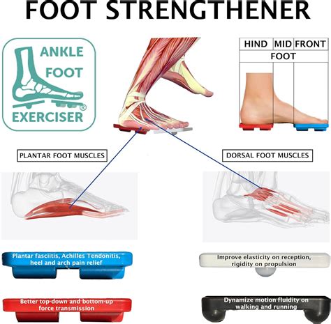 CELAFORME Ankle Foot Exerciser® Ankle Strengthener for ankle India | Ubuy