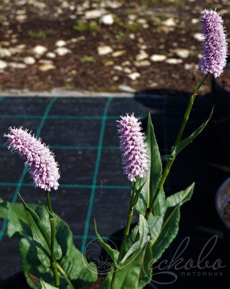 Горец змеиный (Persicaria bistorta) - Горец змеиный - Многолетники ...