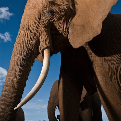 Sea Elephants With Tusks