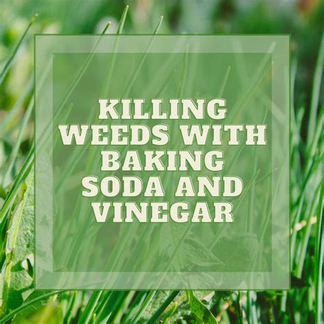 Will Spraying Vinegar On Grass Kill It at Cory Tack blog