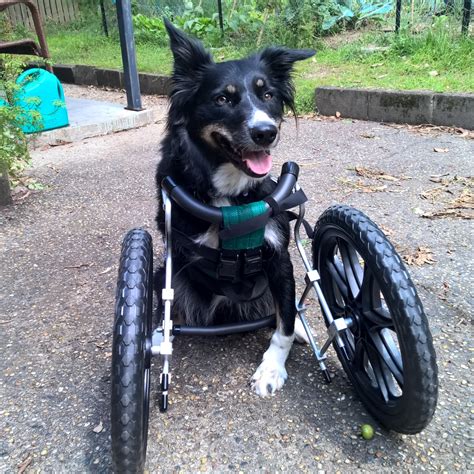 Can A 3 Legged Dog Use A Wheel Chair