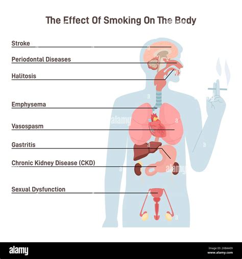 Smoking Effects On Human Body Effects Of Tobacco Smoking Album