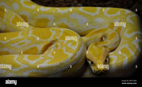 Image result for python birman