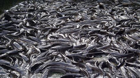 Image result for Catfish Farming Tips