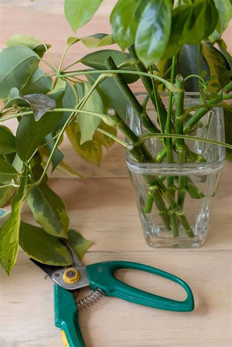 How to Grow and Care For Schefflera (Umbrella Plant) - Plantglossary