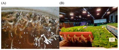 Enhancing Indoor Culture of Weather Loach (Misgurnus anguillicaudatus ...