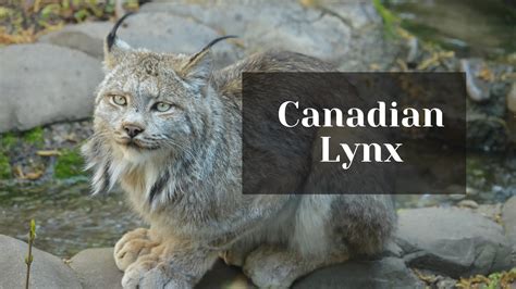 Arctic Fox in Canada: Features, Facts & Best time to See - Talk About ...