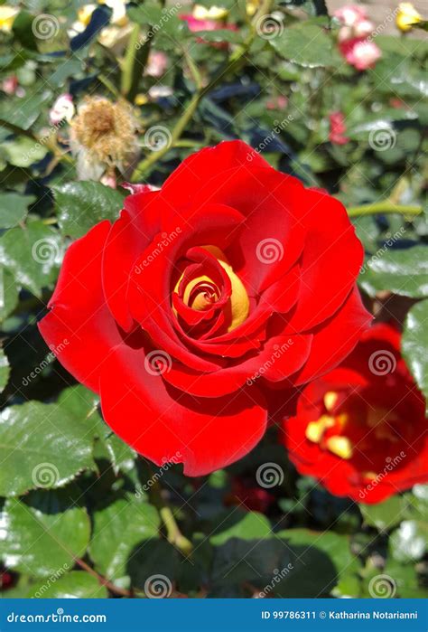 Ketchup and Mustard Red with Yellow Floribunda Rose Stock Image - Image ...