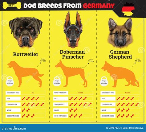 Rottweiler Vs German Shepherd Vs Doberman