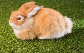 Image result for Tea Time Bunny Rabbit