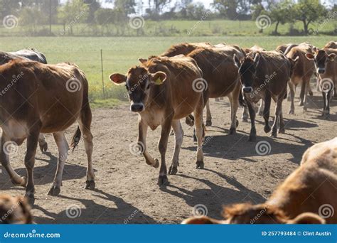 Jersey Cows Walking To the Milking Parlor Stock Photo - Image of ...