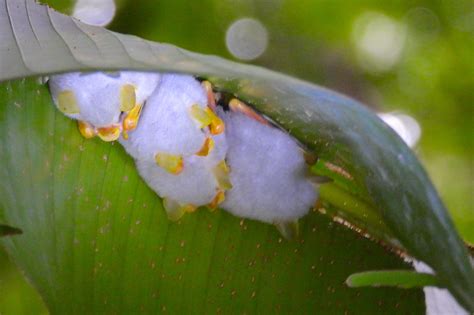Even the Scientists call them "Cute"!