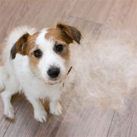 Four Signs Your Pet Needs To Be Groomed – New Market Animal Hospital