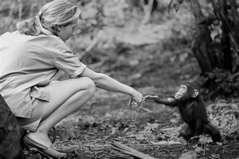Jane Goodall: A life of hope and chimpanzees – Mongabay Kids