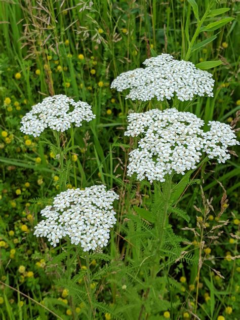 What Animals Eat Yarrow A Gardener’s Guide