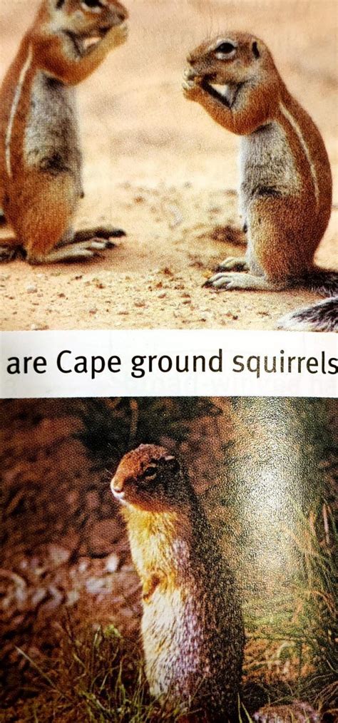 what similarity can you see between the two species of ground squirrels ...