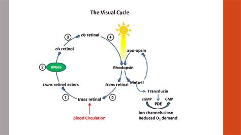 Image result for Process of Vision