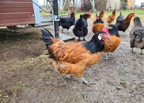 Image result for Alien High Breed Class